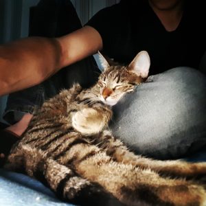 Blog o kotach