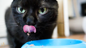 Jedzący kot