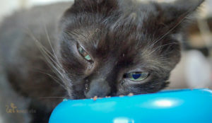 Kot jedzący mokrą karmę