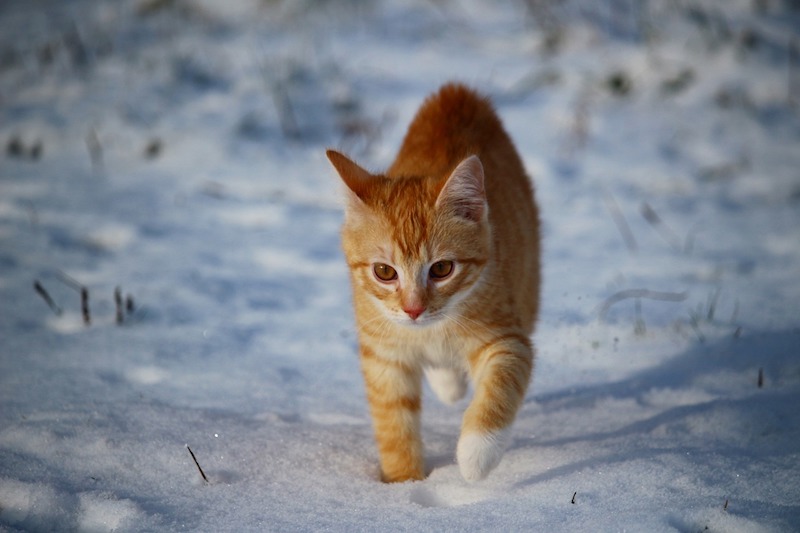 chodzący kot