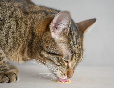 jedzący kot