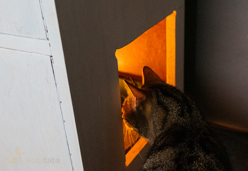 kuweta dla kota schowana w szafie
